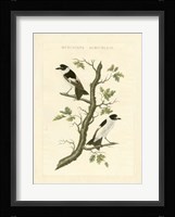 Nozeman Birds IV Fine Art Print