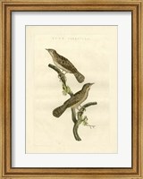 Nozeman Birds V Fine Art Print