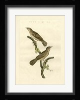 Nozeman Birds V Fine Art Print