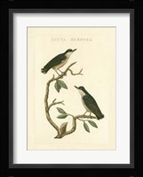 Nozeman Birds VI Fine Art Print