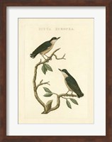 Nozeman Birds VI Fine Art Print