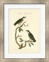 Nozeman Birds VI Fine Art Print