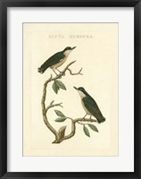 Nozeman Birds VI Fine Art Print