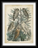 Nature's Gathering III Fine Art Print