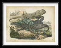 Nature's Gathering VI Fine Art Print