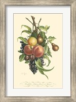 Plentiful Fruits I Fine Art Print