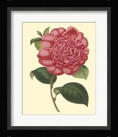 Camellia Garden I Fine Art Print