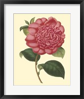 Camellia Garden I Fine Art Print