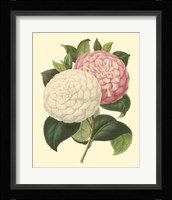 Camellia Garden IV Fine Art Print