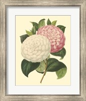 Camellia Garden IV Fine Art Print