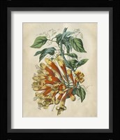 Tropical Beauty II Fine Art Print