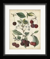 Calwer Common Cherry Fine Art Print