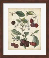 Calwer Common Cherry Fine Art Print
