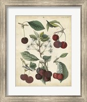 Calwer Common Cherry Fine Art Print