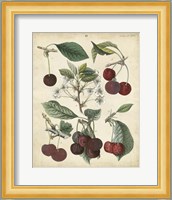 Calwer Common Cherry Fine Art Print