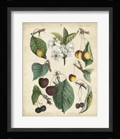 Calwer Wild Cherry Fine Art Print
