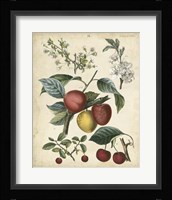 Calwer Cherry Fine Art Print