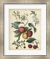 Calwer Cherry Fine Art Print