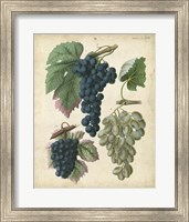 Calwer Grapes I Fine Art Print