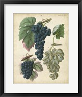 Calwer Grapes I Fine Art Print