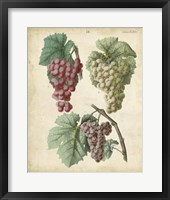 Calwer Grapes II Fine Art Print
