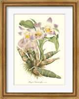 Lavender Orchids I Fine Art Print