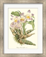 Lavender Orchids I Fine Art Print