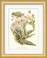 Lavender Orchids I Fine Art Print