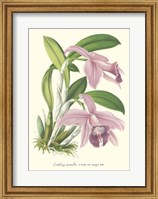 Lavender Orchids II Fine Art Print
