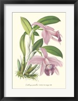 Lavender Orchids II Fine Art Print