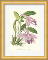 Lavender Orchids II Fine Art Print