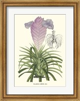 Lavender Orchids III Fine Art Print