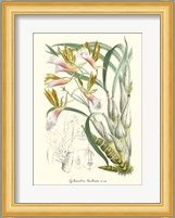 Lavender Orchids IV Fine Art Print