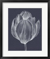 Monochrome Tulip I Fine Art Print