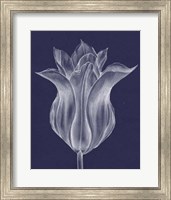 Monochrome Tulip III Fine Art Print