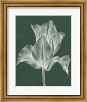 Monochrome Tulip IV Fine Art Print