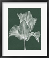 Monochrome Tulip IV Fine Art Print