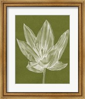Monochrome Tulip VI Fine Art Print