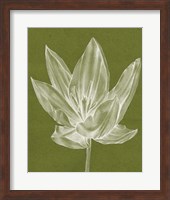 Monochrome Tulip VI Fine Art Print