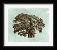 Spa Tree II Fine Art Print