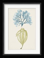 Aqua & Citron Coral IV Fine Art Print