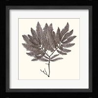 Seaweed Collection I Fine Art Print