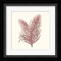 Seaweed Collection II Fine Art Print
