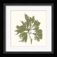 Seaweed Collection III Fine Art Print