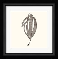 Seaweed Collection V Fine Art Print