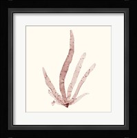 Seaweed Collection VI Fine Art Print