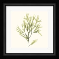 Seaweed Collection VII Fine Art Print