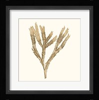 Seaweed Collection VIII Fine Art Print