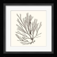 Seaweed Collection IX Fine Art Print
