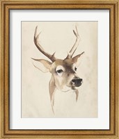 Watercolor Animal Study IV Fine Art Print